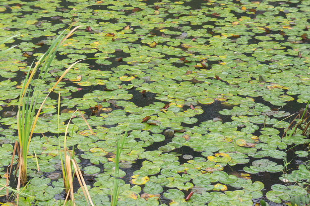 Canton, MA Pond